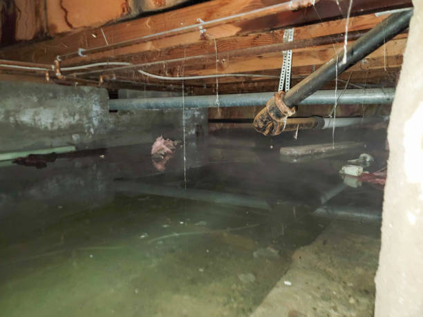Best Basement water damage restoration  in Davis, OK